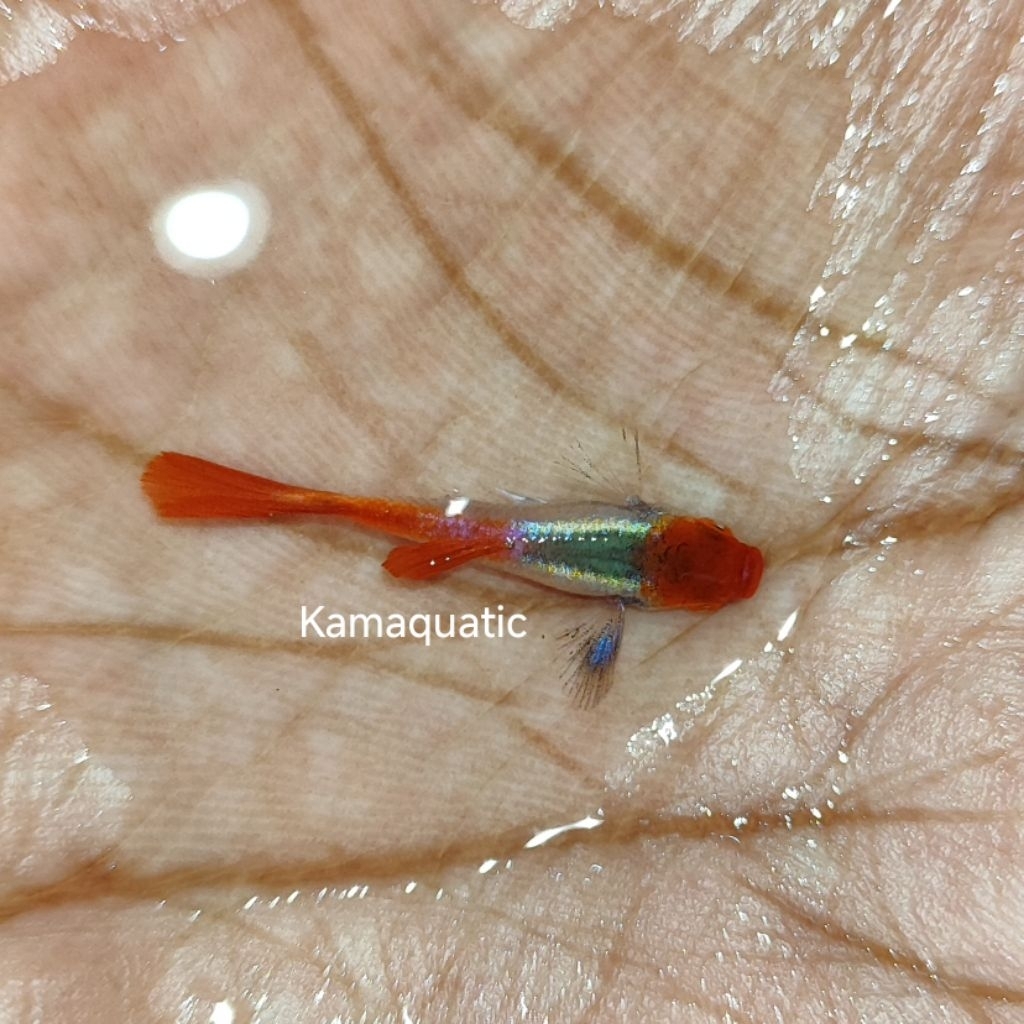 

Extra Packing Styrofoam Kardus | PRT KOI | Kamaquatic