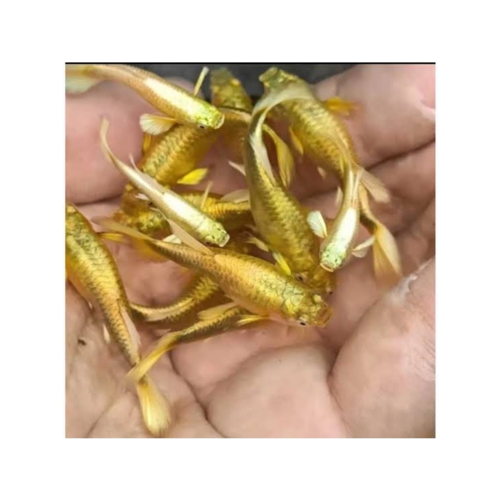 Guppy Full Gold