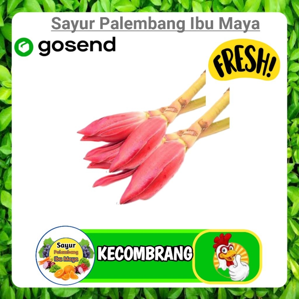 

Kecombrang Per 1 Pcs - Palembang