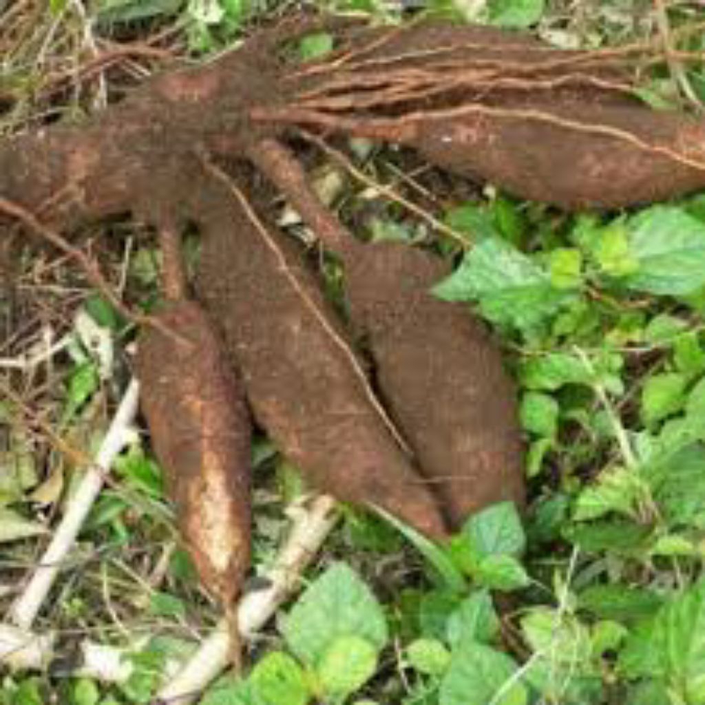 

Singkong Racun Sapi Kuru, Singkong genduruwo, ubi kayu racun sapi kuru