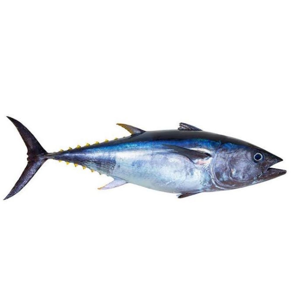 

Ikan Tuna / Tongkol Putih - Hemat & Bergizi