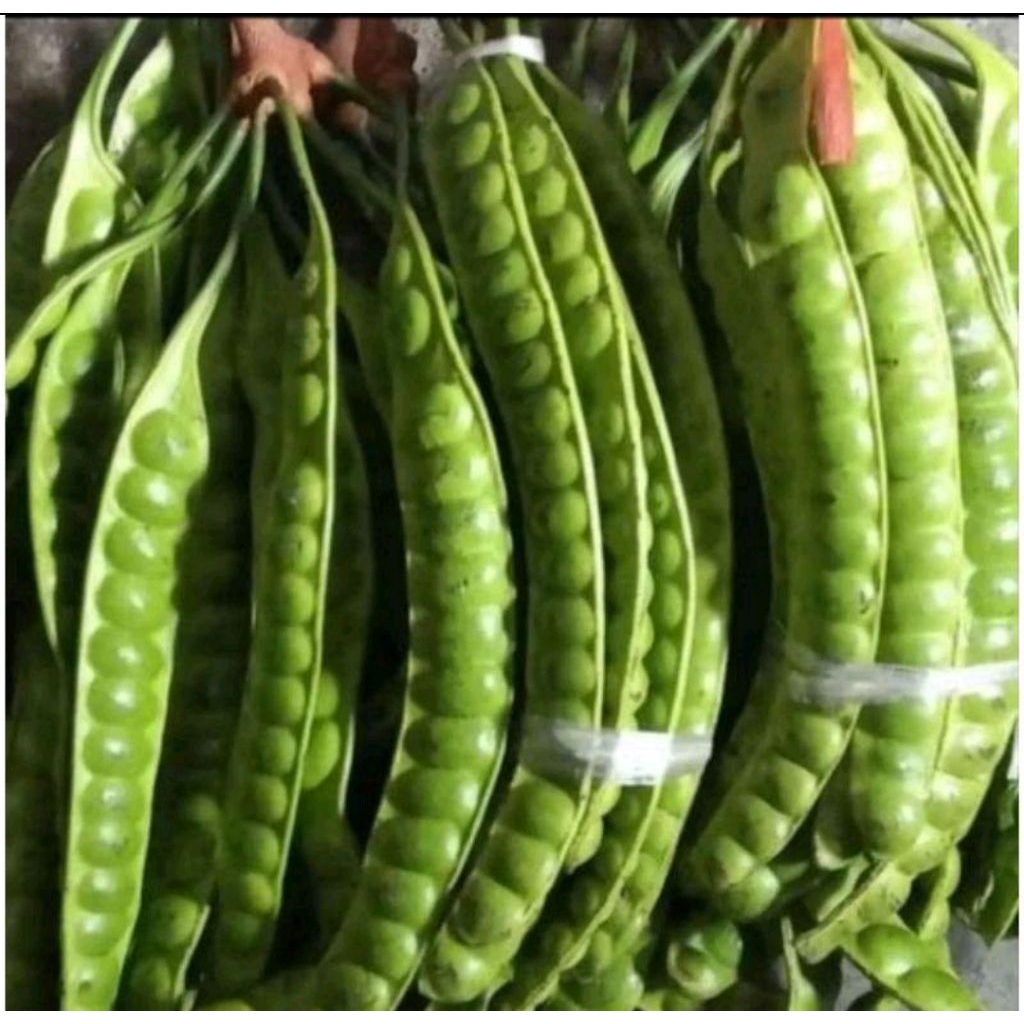 

satu iket pete/peuteuy isi 10 papan