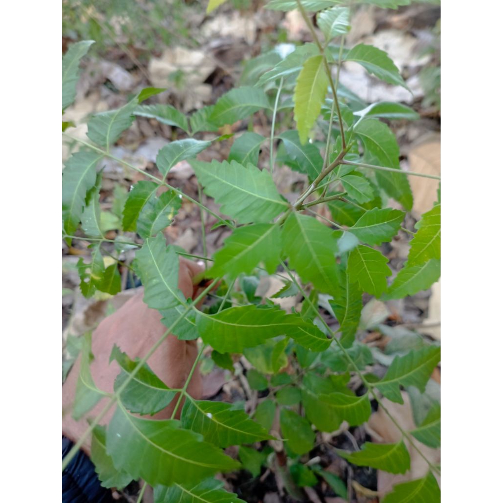 

daun mimba segar,langsung petik. 1 tangkai