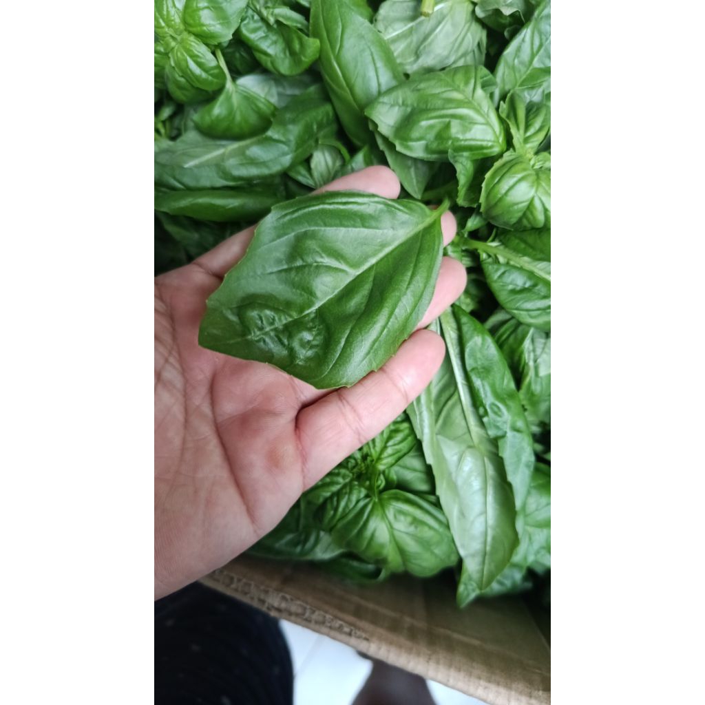 

Daun basil segar 100gram