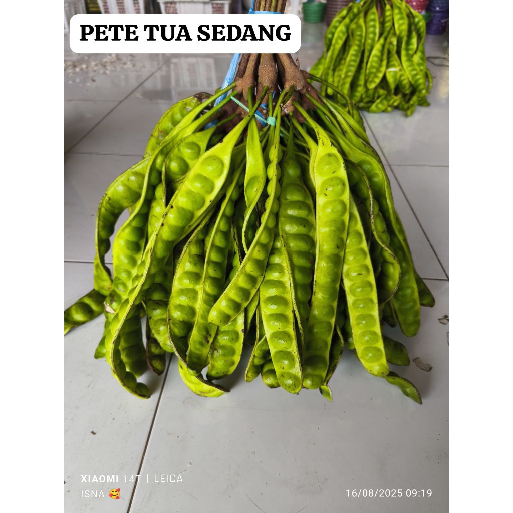 

PETE TUA SEDANG 1 IKAT 10 PAPAN TERMURAH