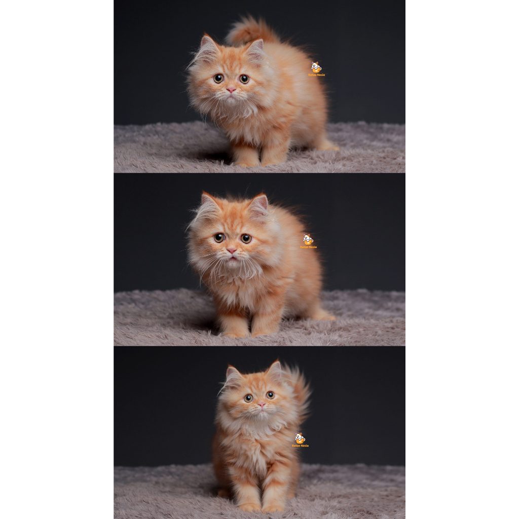 Tika – Kucing Persia Flatnose 3 Bulan Betina