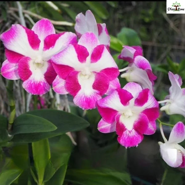ANGGREK ASTUTI [GOMI] | Dendrobium King Dragon Smile - Medium Plant | Kelopak Besar Ungu Putih