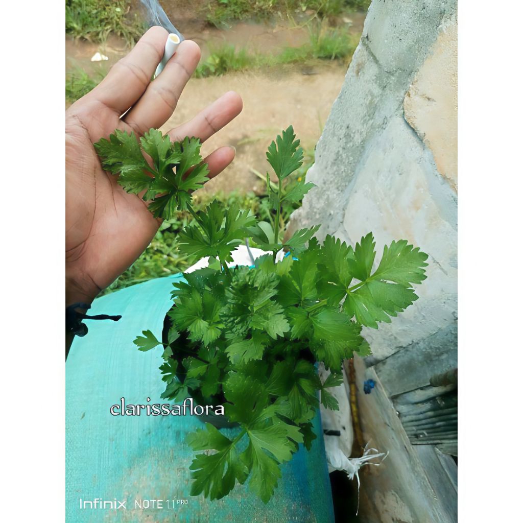 Tanaman seledri / pohon seledri siap tanam