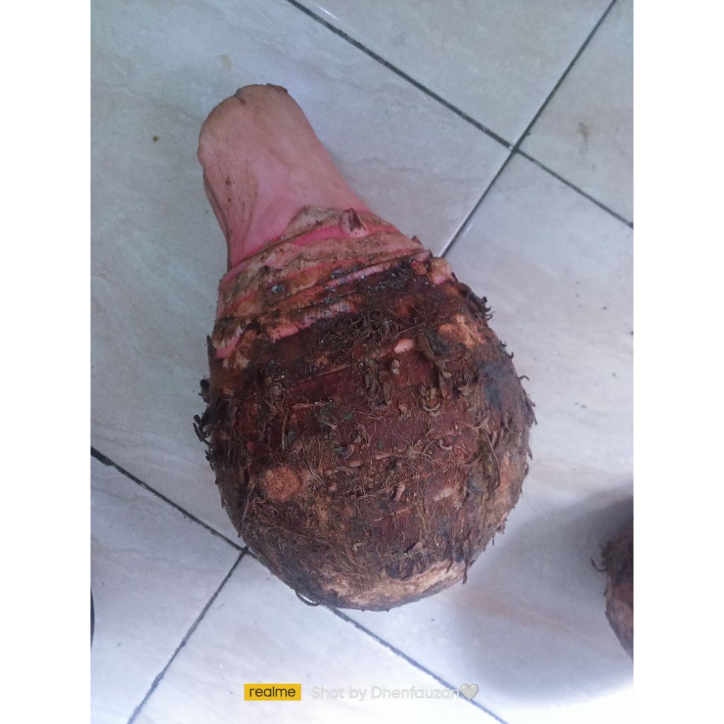 

talas bogor asli dadakan dari kebun di jamin pulen