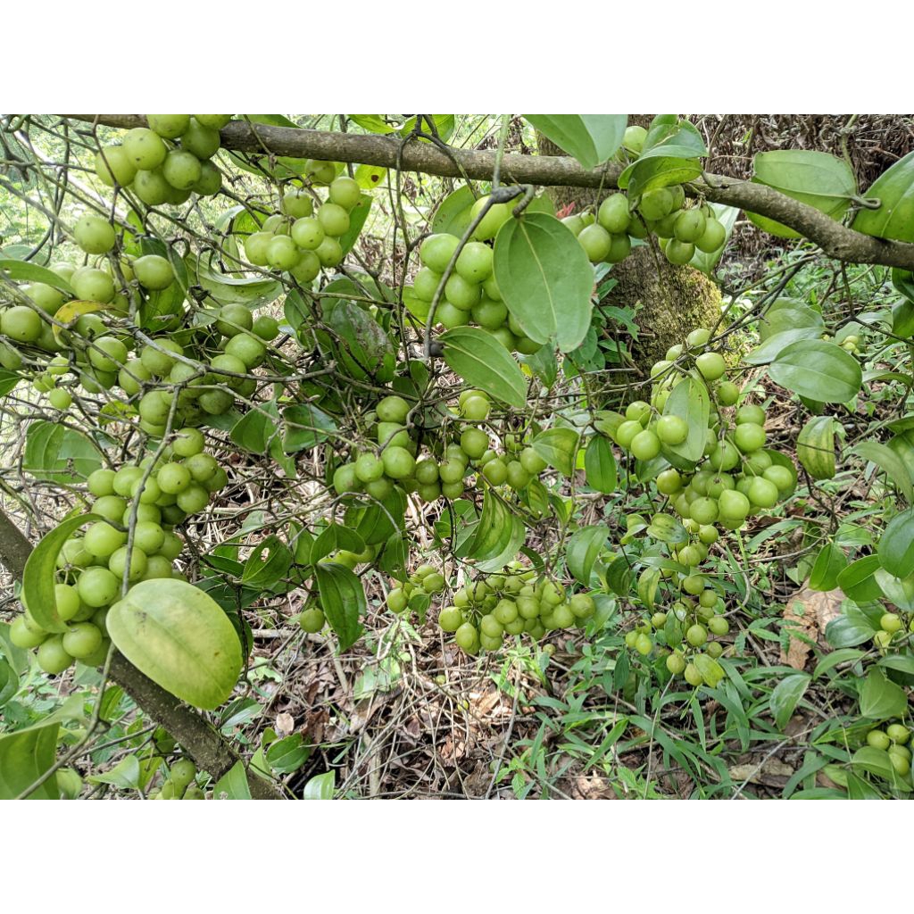 

buah canar anggur hutan hujan segar