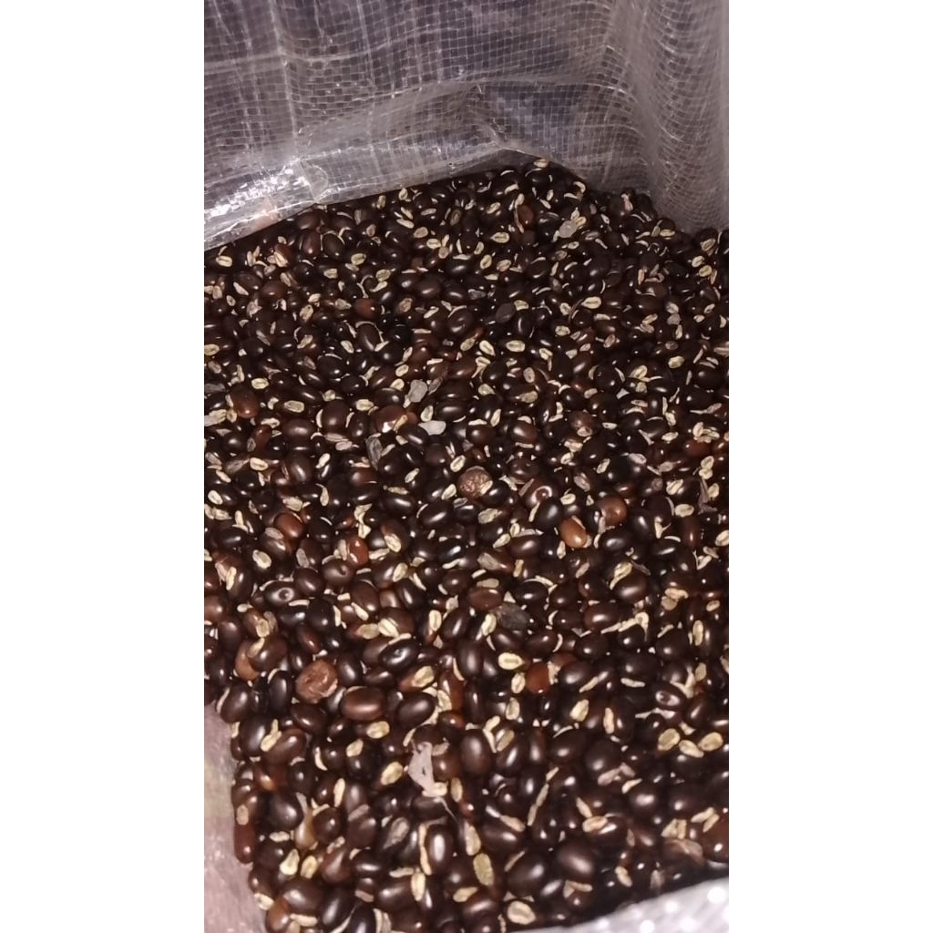 

benih kacangan Mucuna Bracteata (MB)