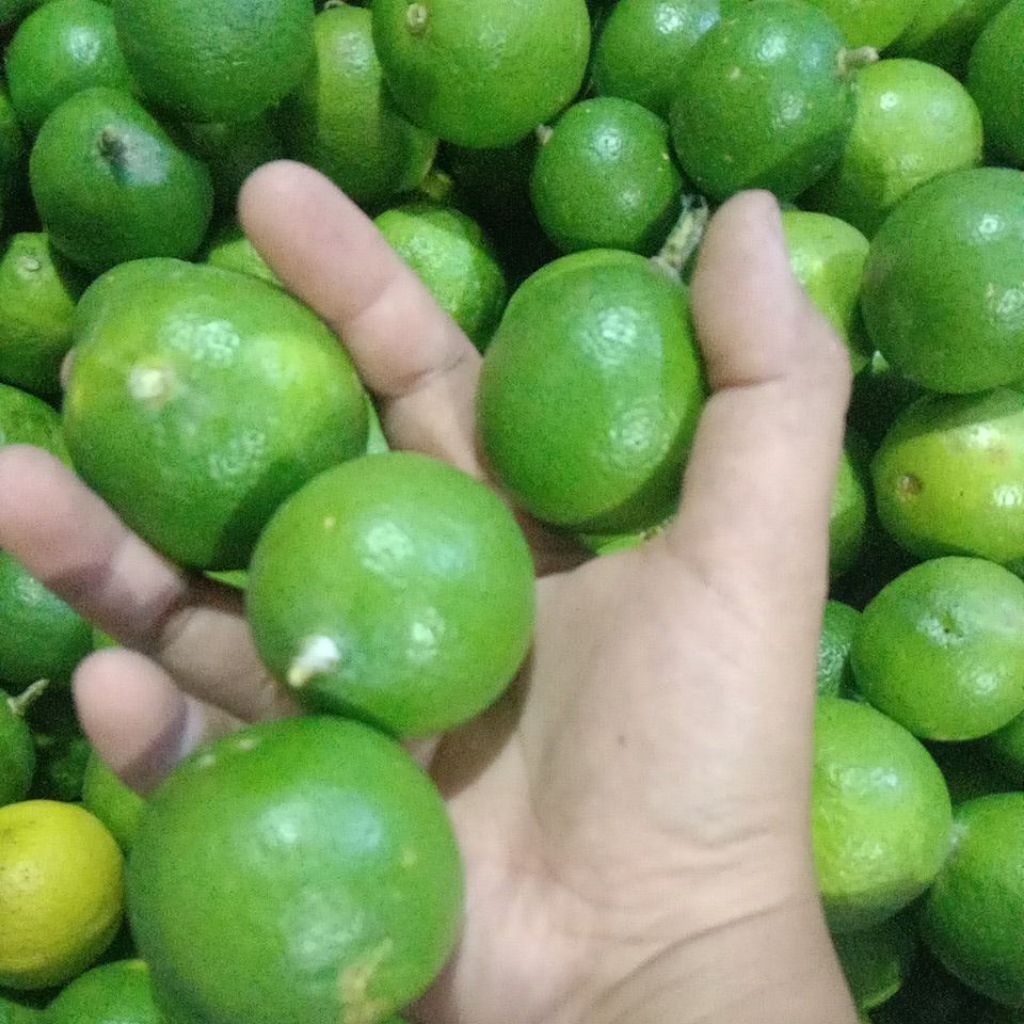 

buah jeruk nipis jeruk sambel 1kg