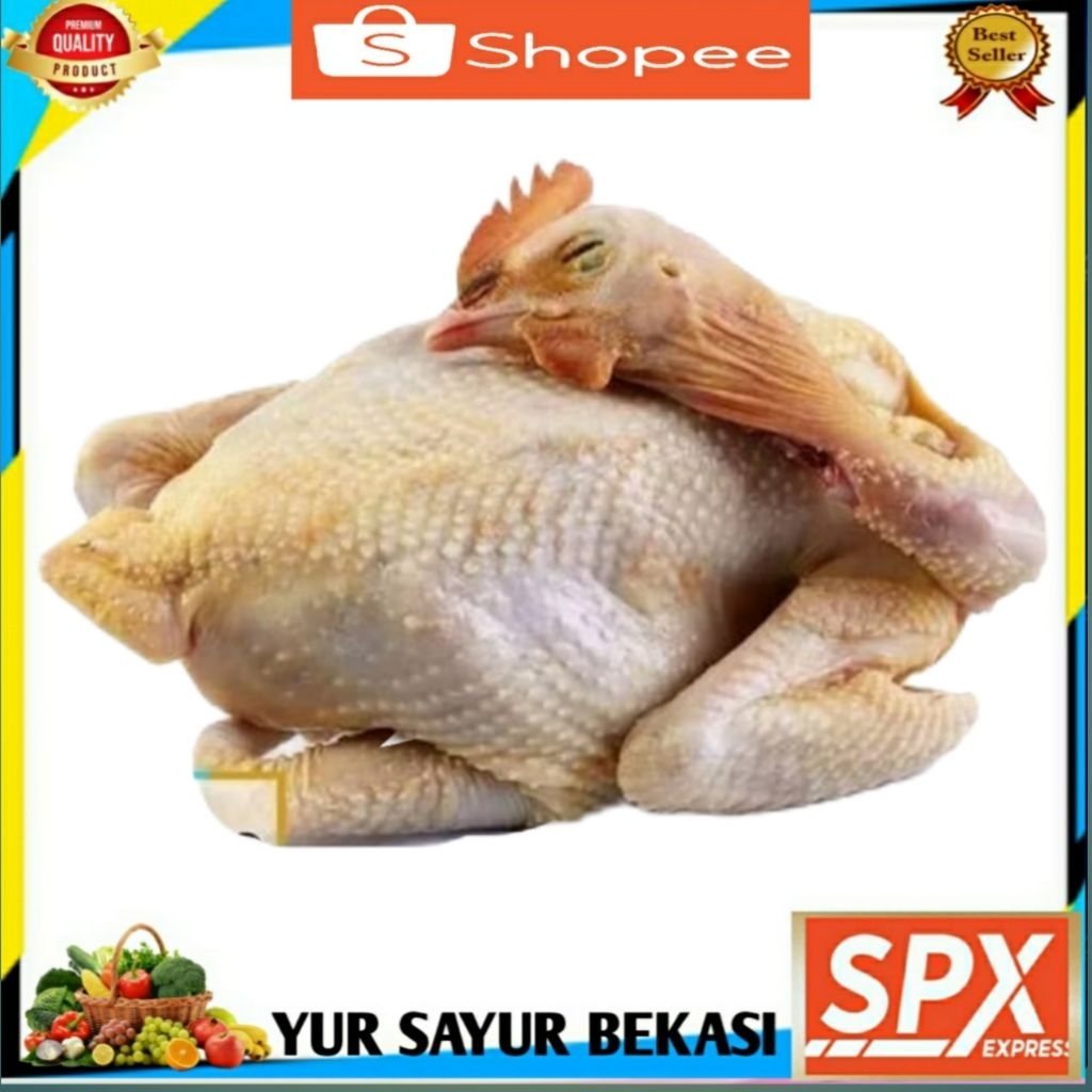 

Ayam Kampung Segar Per Ekor.