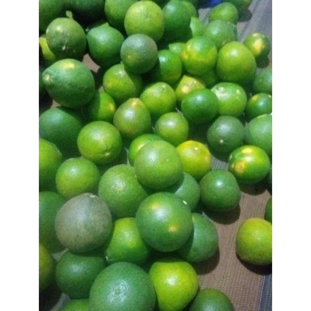 

Jeruk Baby Segar 1 kg / Jeruk Baby Java Lokal / Jeruk Iris Lokal Sragen