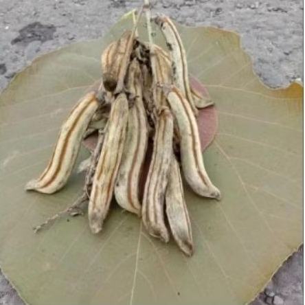 koro rawe,rawe gatal,bibit tanaman siap semai,perbuah