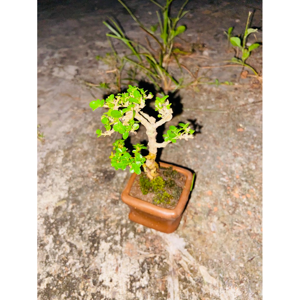 bonsai Shito mame Sancang siap pajang