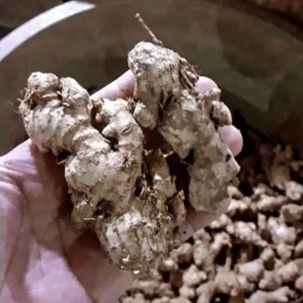 

JAHE EMPRIT MURAH PEDAS SEGAR 500 gr / JAHE EMPRIT MURAH ASLI SEGAR 500 gr / JAHE PEDAS MURAH 500 gr