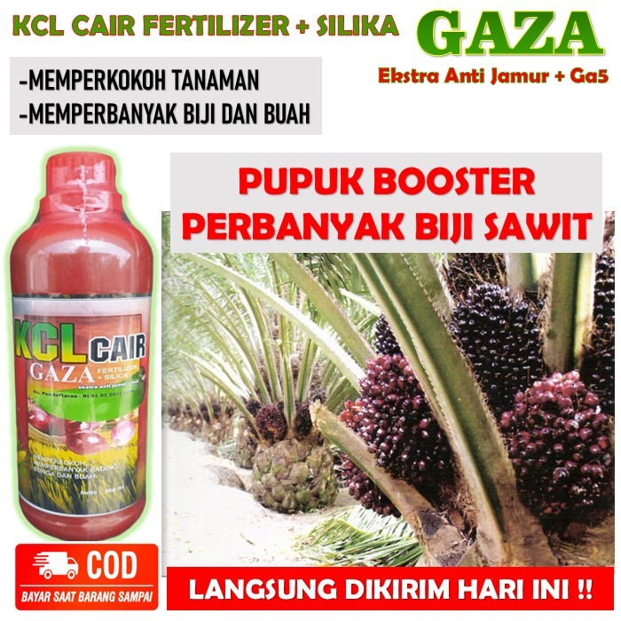 Pupuk organik Perbanyak biji sawit - KCL GAZA FERTILIZER pupuk pelebat kelapa sawit - pupuk KCL CAIR