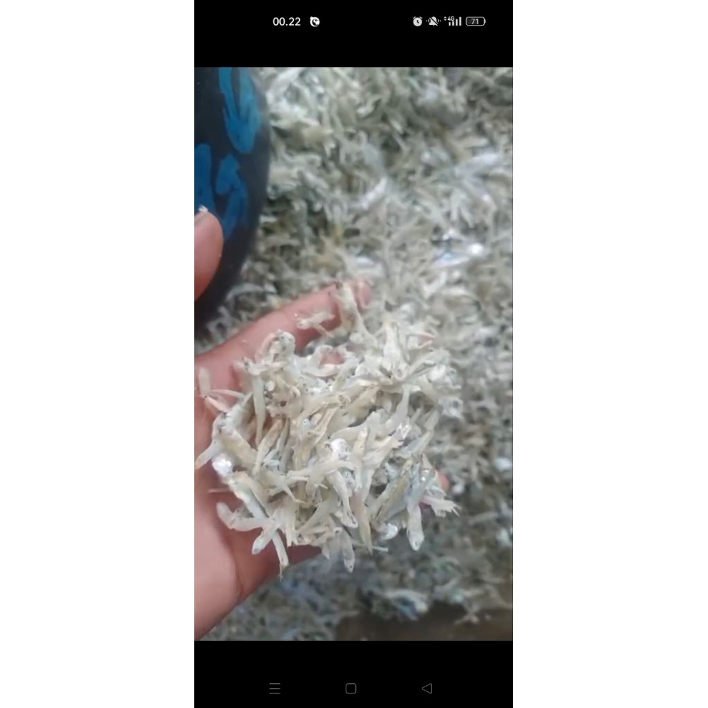 

ikan teri putih segar kali