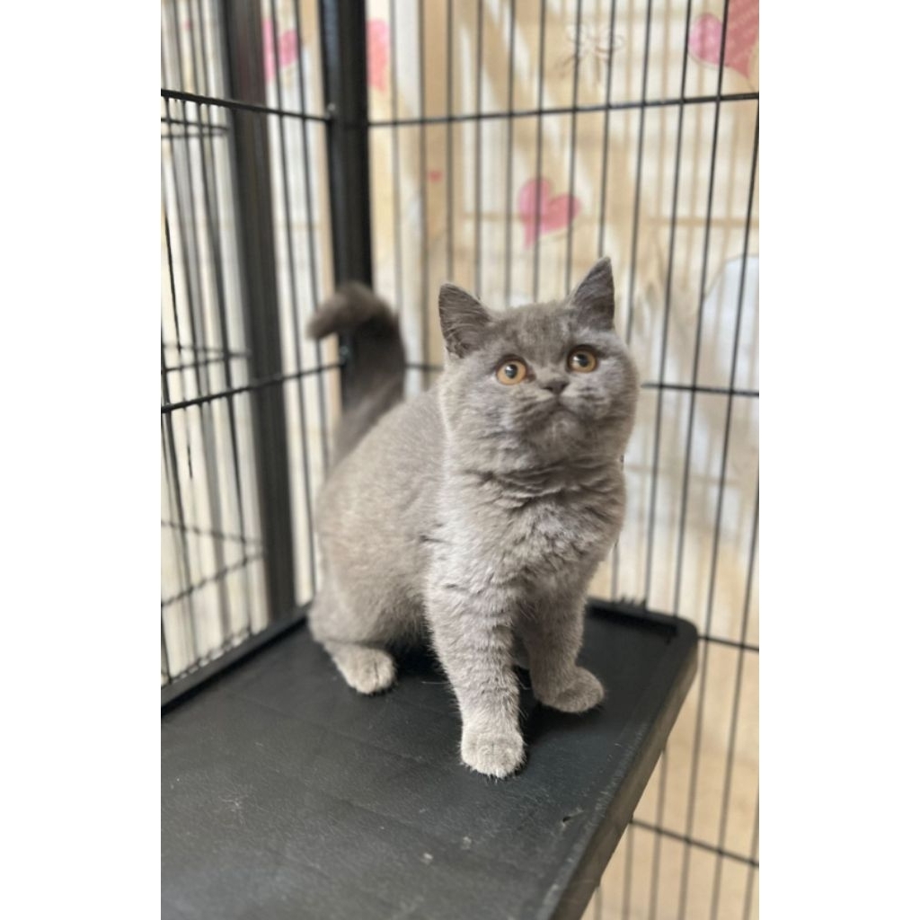 BSH betina blue kitten