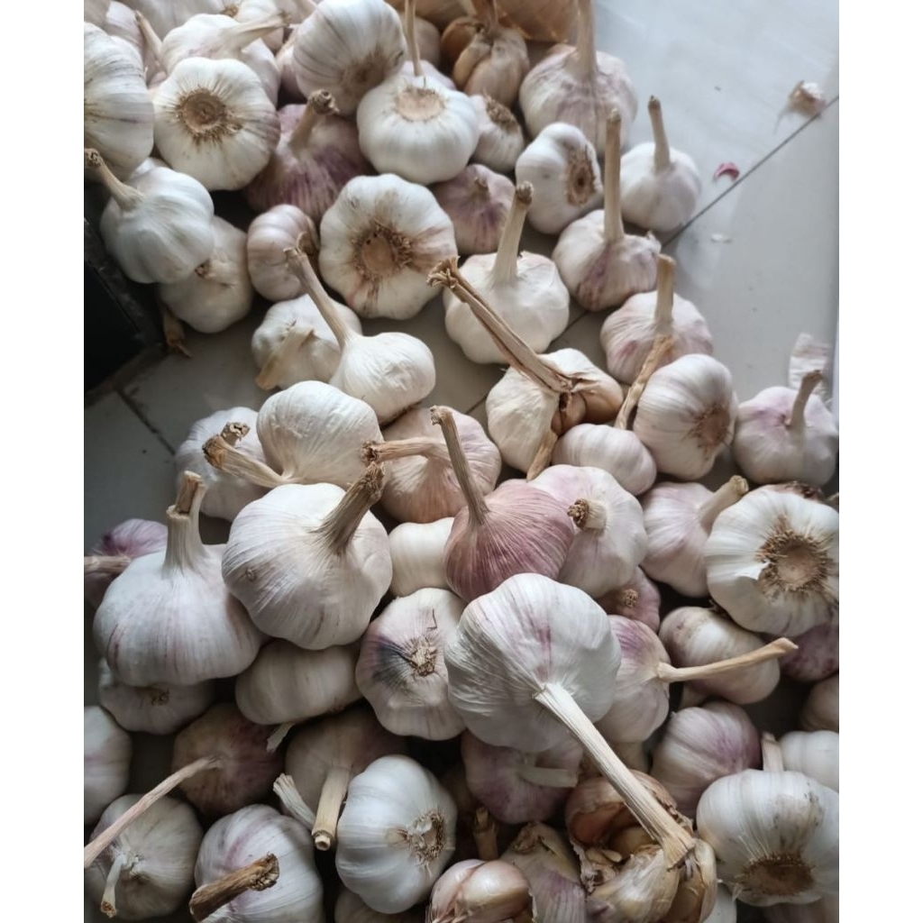 

bawang putih 1 kg semi kotor