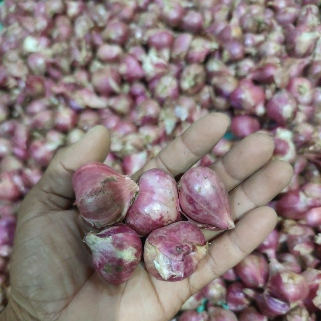 

bawang merah besar