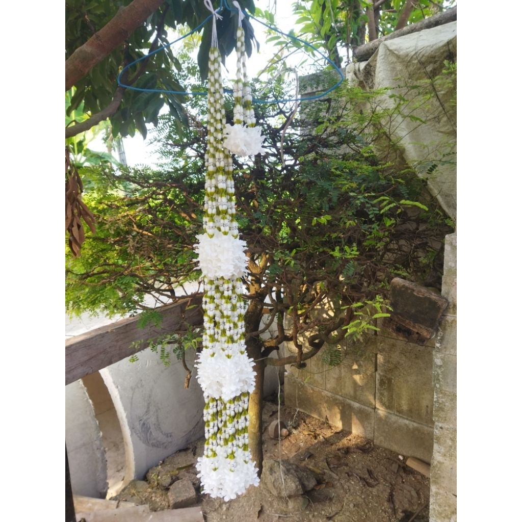 MELATI TIBO DODO SUNDA SUNDA MEKAR,MELATI MEKAR SUNDA VARIASI