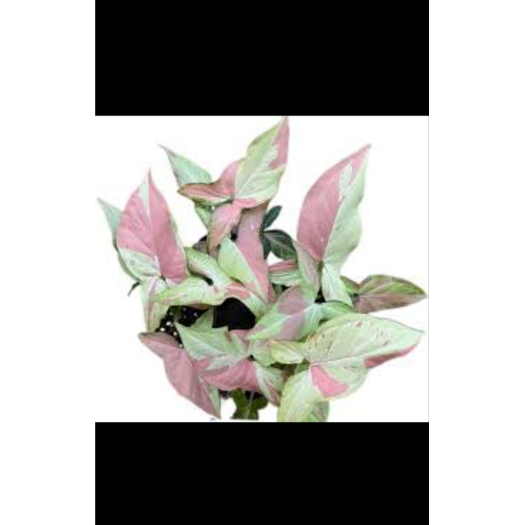 tanaman hias syngonium pink salmon murah