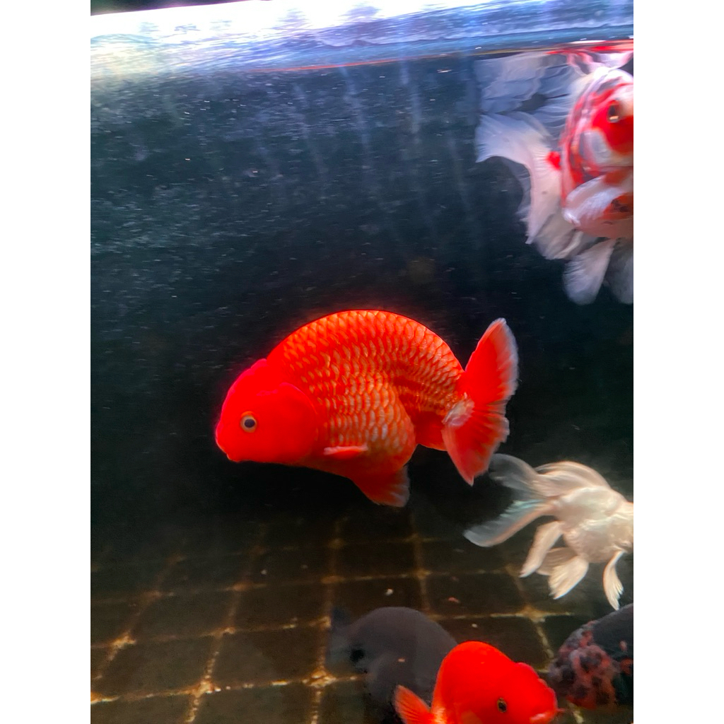 koki rancu fancy size 14 cm