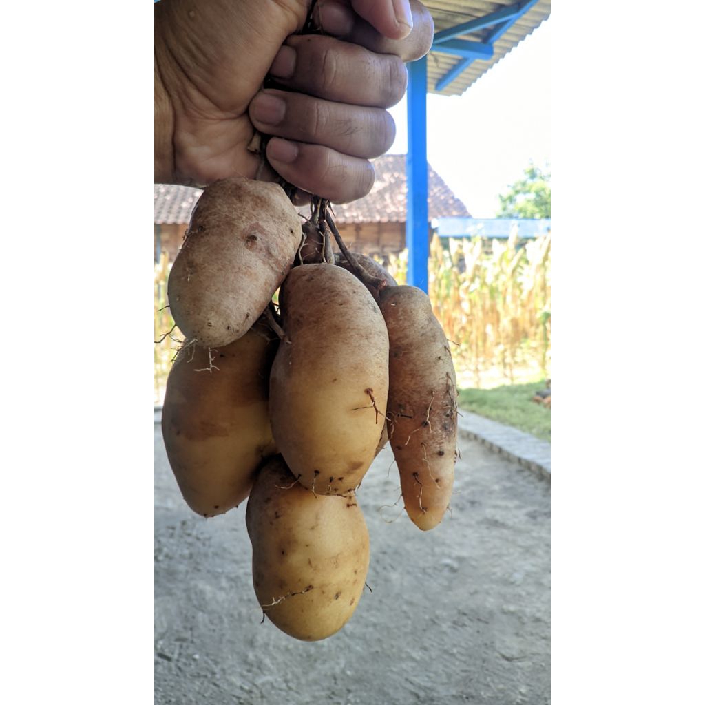 

Mbili ketan pulen mempur fresh mentah 1kg