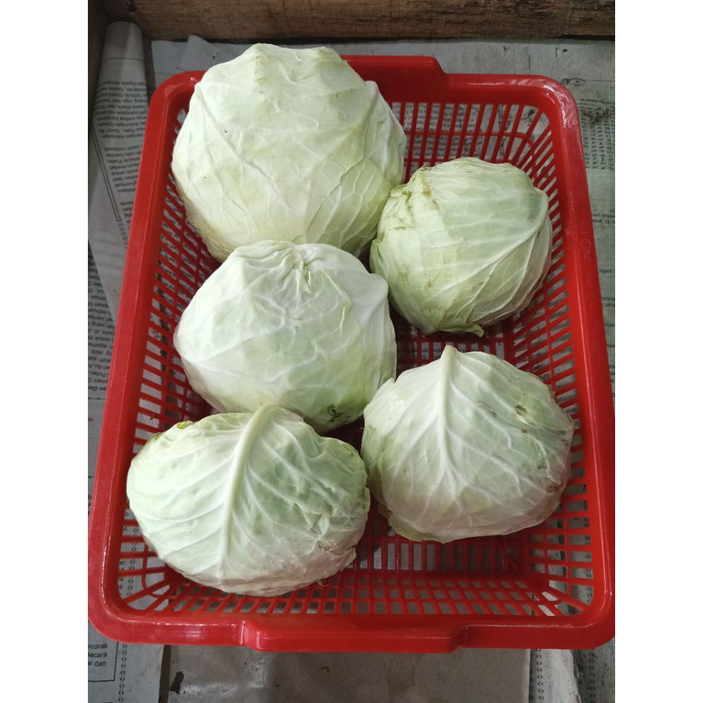 

Kol Medan Super 200 Gram