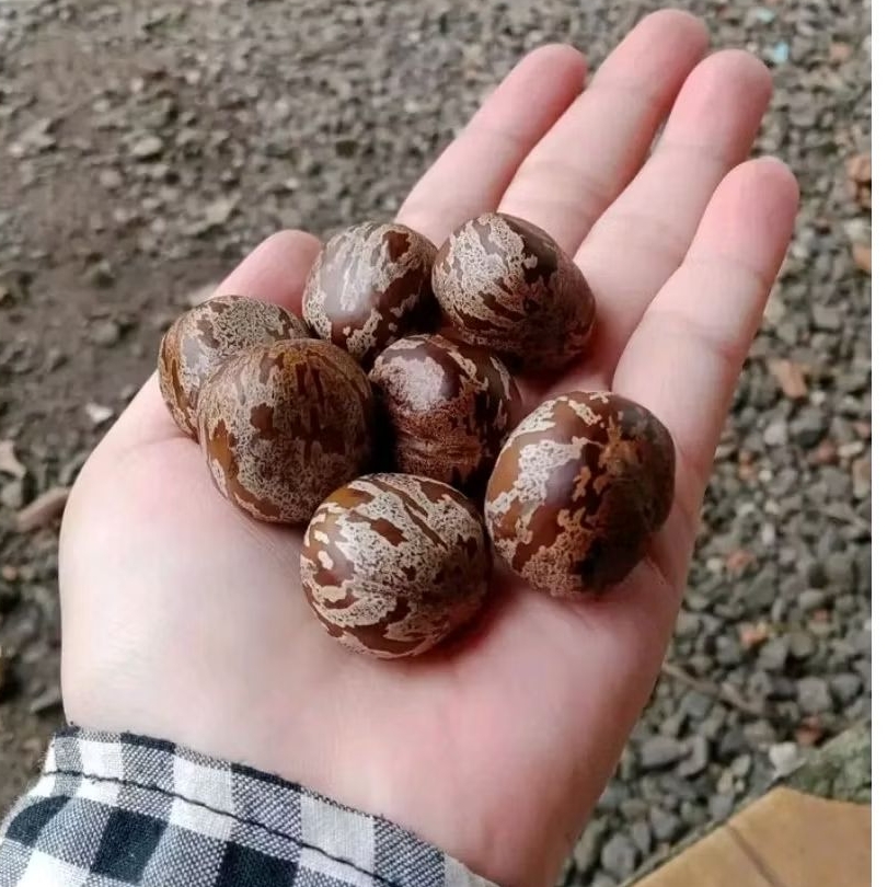 Biji Karet Kualitas Pilihan Terbaik 50 Biji Cocok Buat Aduan COD