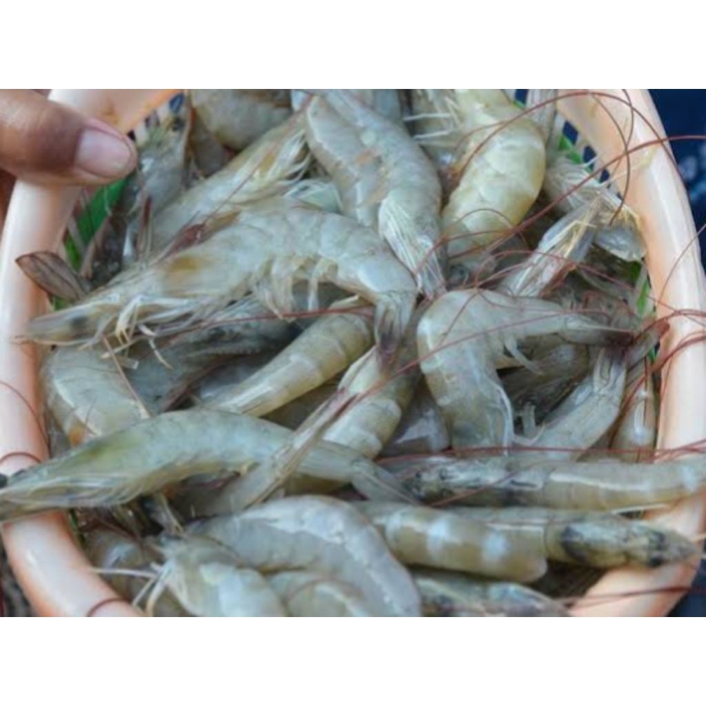 

Udang Vannamei Segar Udang Vaname Ukuran Besar 500 g