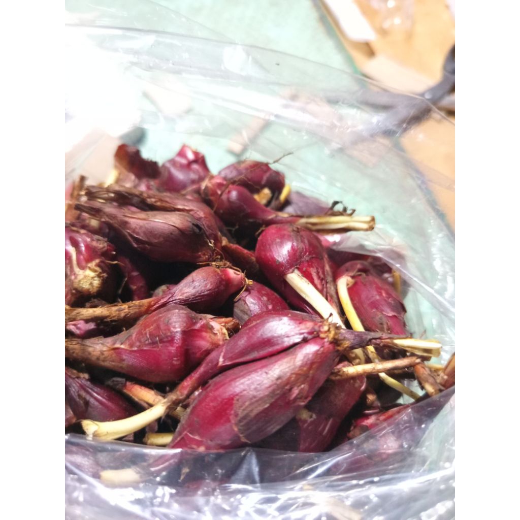 

Bawang dayak grade A 1kg segar
