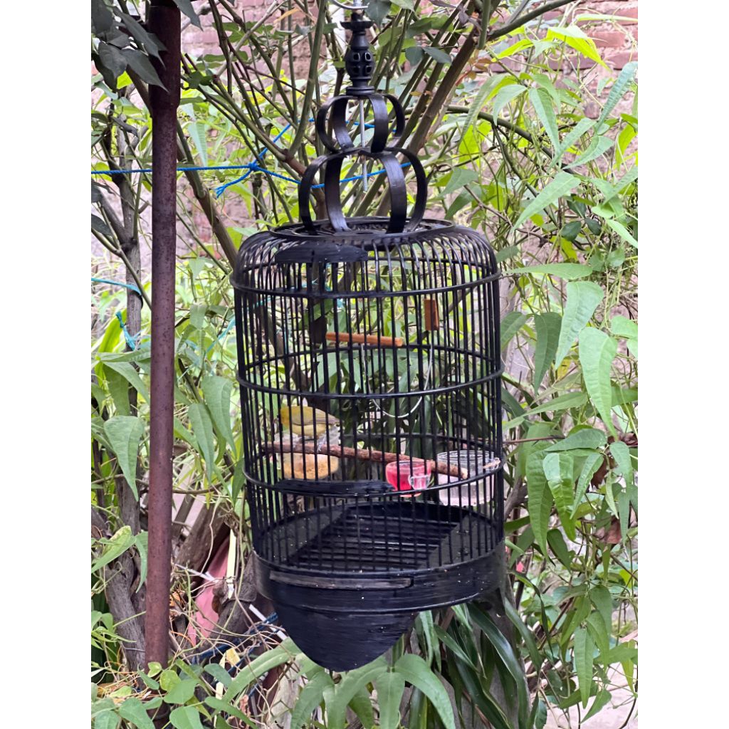 kurung sangkar pleci burcil replika cungkok minimalis bagus ga usah rakit tinggal pakai set cepuk da