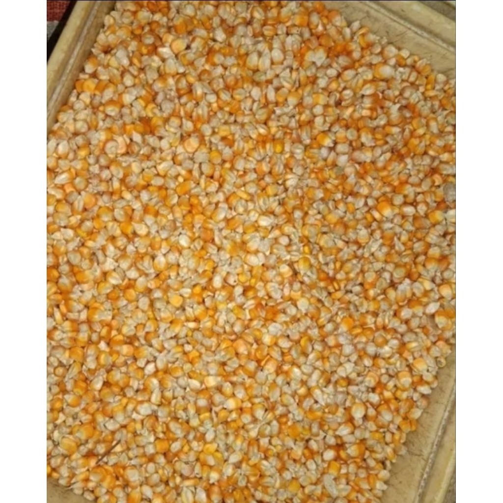Jagung Kering 1 kg Jagung Utuh Jagung Pipil Jagung pakan ternak unggas