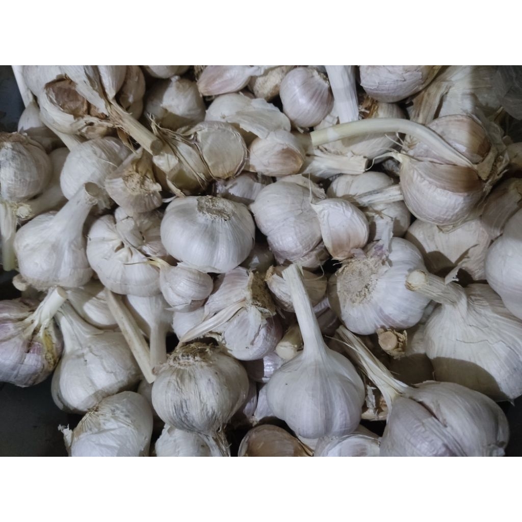 

Bwang Kating 500gr Termurah Beserta kulitnya