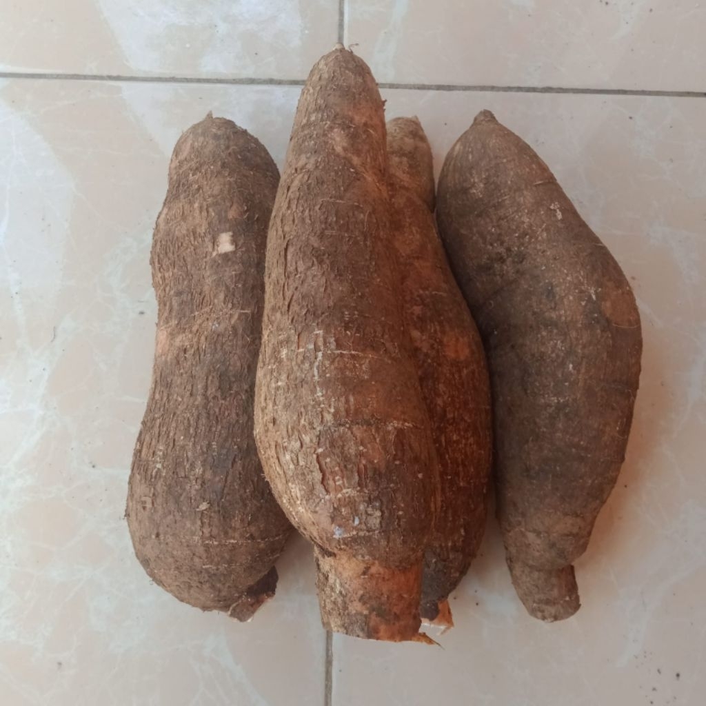 

Singkong Racun Sapi Kuru Fres Segar 1 Kg Dari Kebun Organik