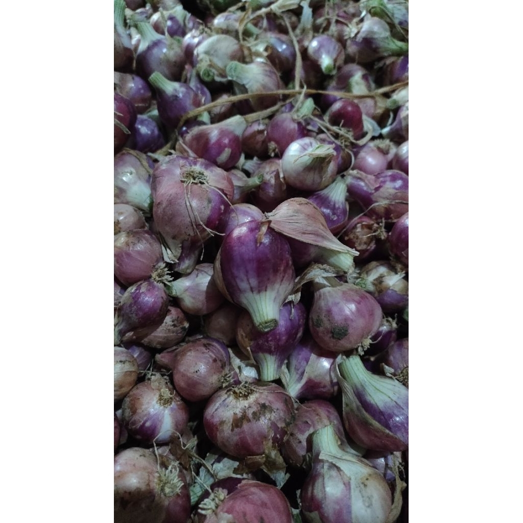 

Bawang Merah Besar