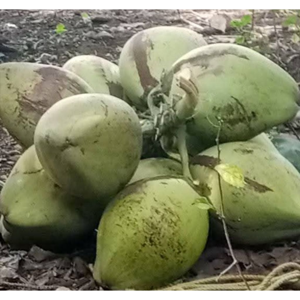 

KELAPA MUDA SEGAR BARU PETIK,DEGAN KELAPA HIJAU