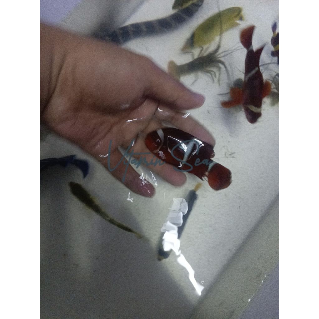 Ikan Air Laut Balong