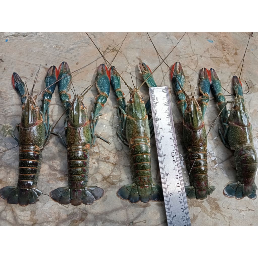 lobster air tawar jumbo bergaransi