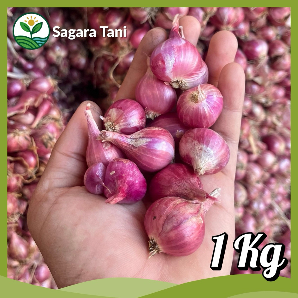 

Bawang Merah Nganjuk 1KG | Bawang Merah Tanggung | Bawang Merah Murah