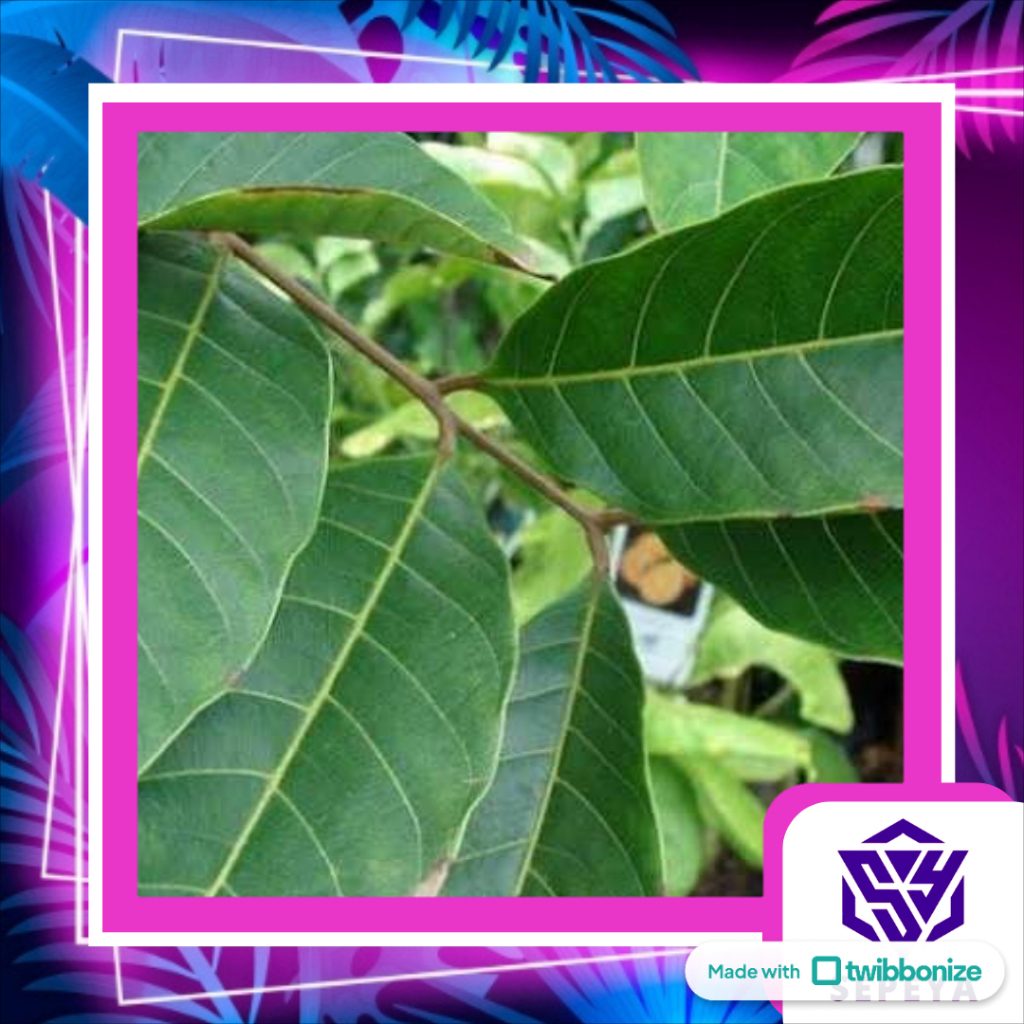 

Daun Rambutan Segar Asli – Herbal Alami Untuk Rambut Rontok & Kesehatan paling murah