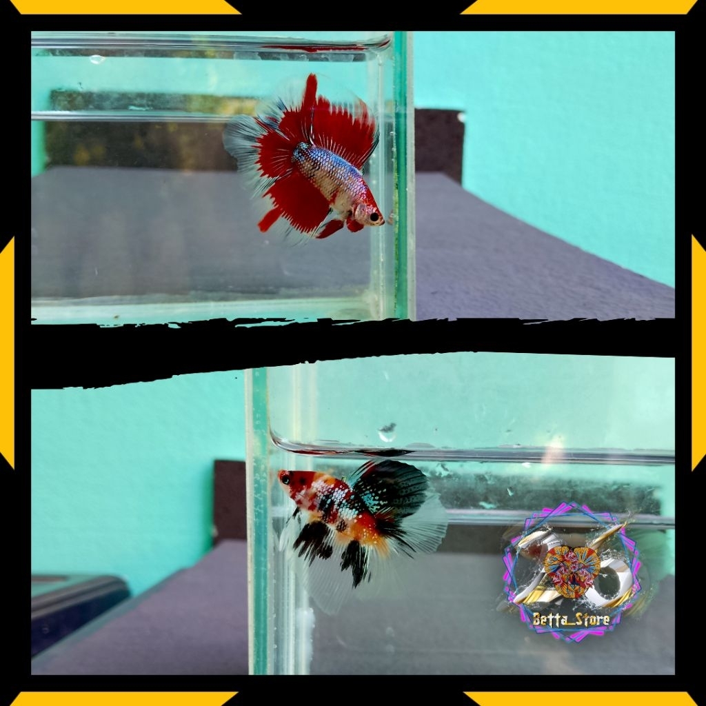 Halfmoon doubletail/hmdt multi/dthm fancy