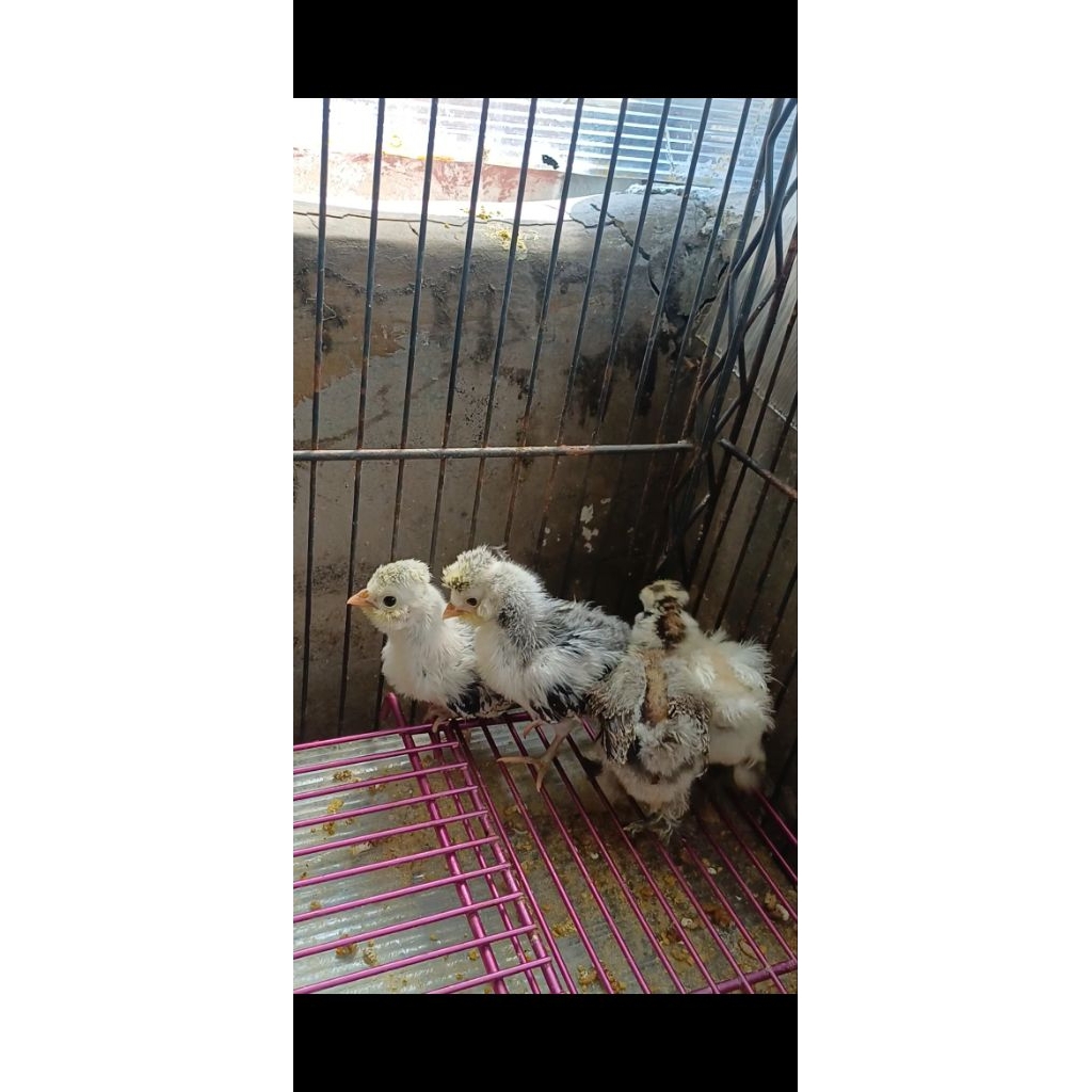 Anak ayam poland dan silkie