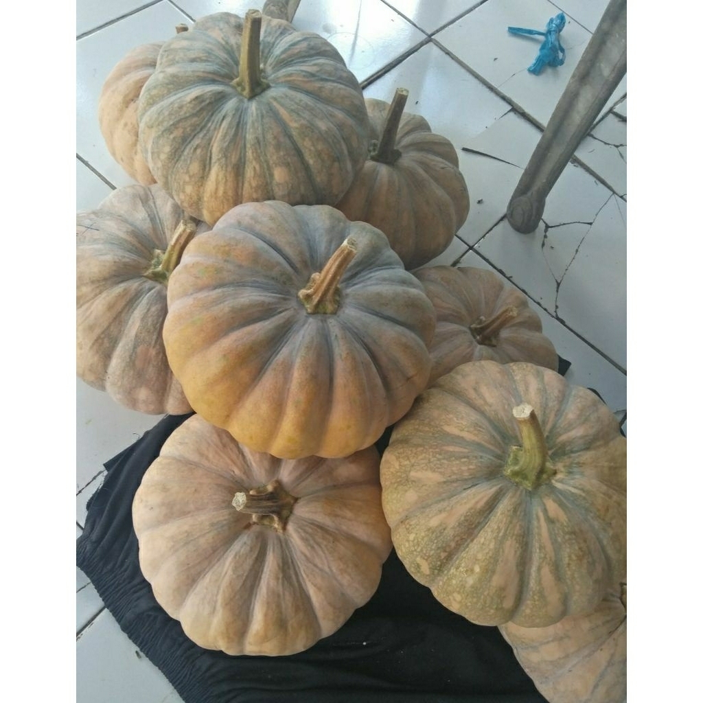 

Buah labu perang /waluh kuning manis 3kg