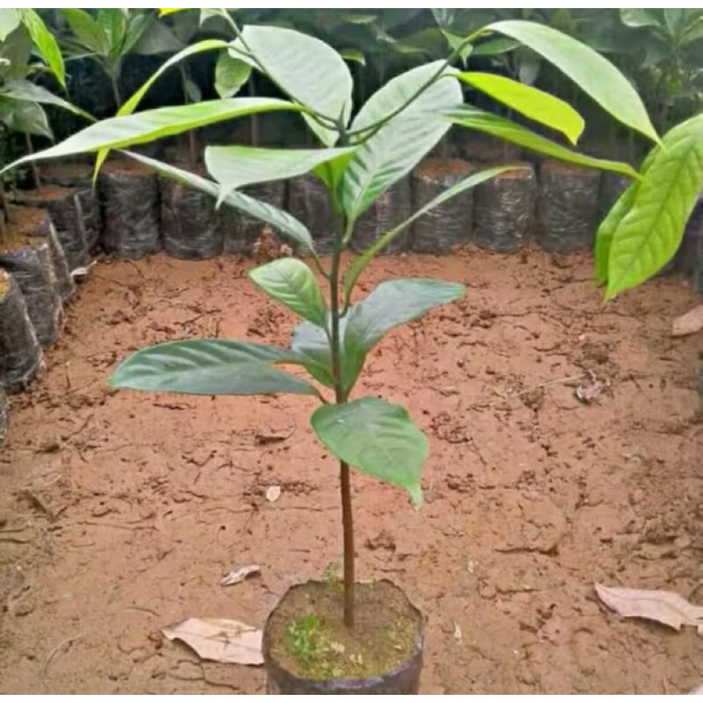 Bibit pala unggul, bibit pala siap tanam, bibit pala super