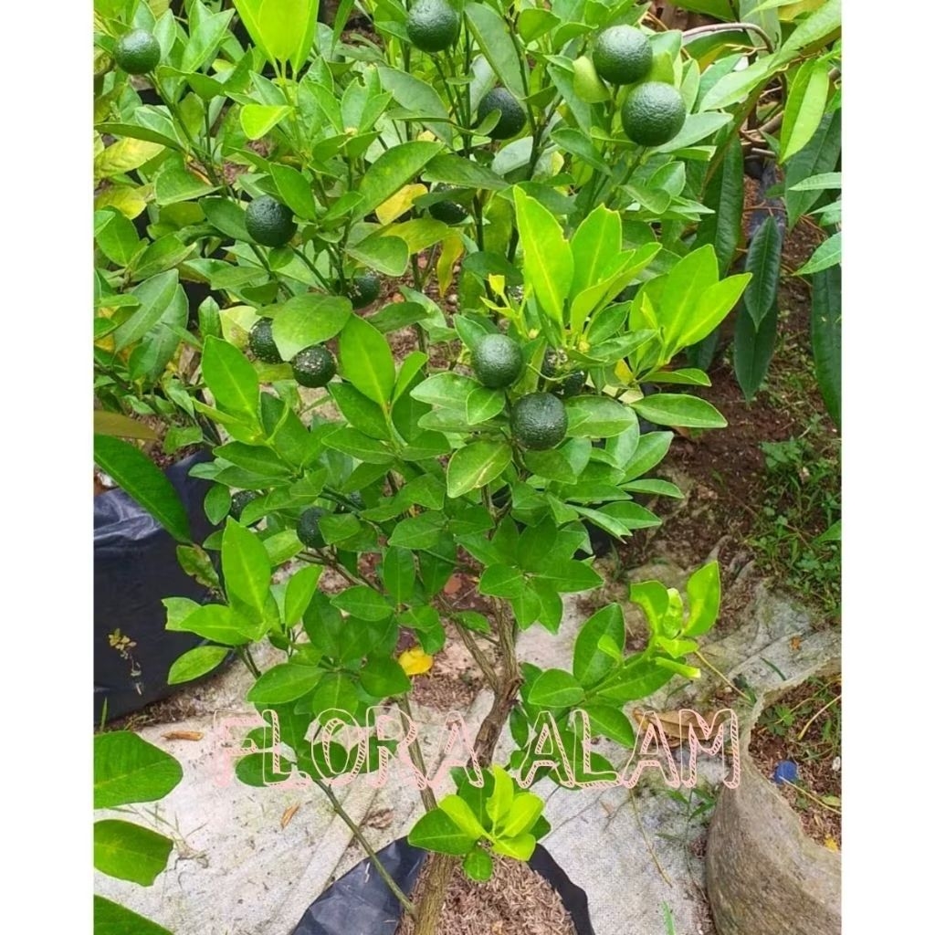 Bibit Tanaman Jeruk Kasturi/Jeruk Sonkit/jeruk Kunci