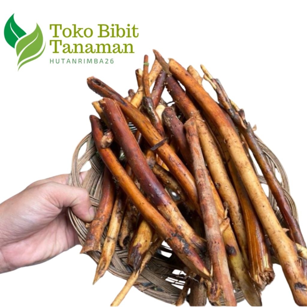 

AKAR PINANG FRESH BARU PETIK 250GRAM